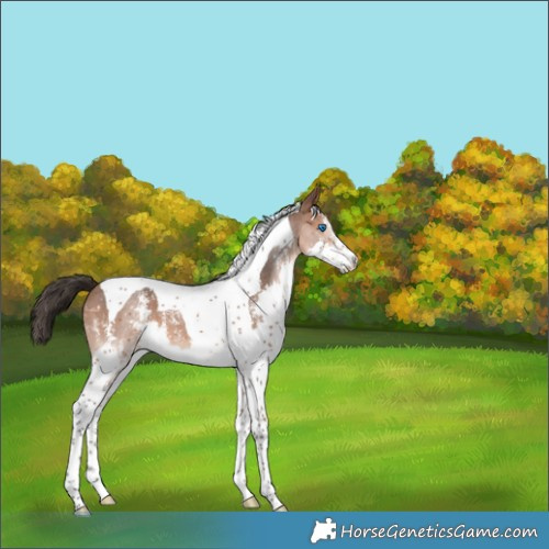 Horse Color:Bay Sabino Splash Tobiano 