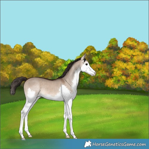 Horse Color:Bay Dun Splash 