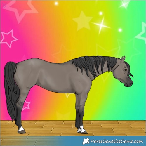 Horse Color:Grullo 