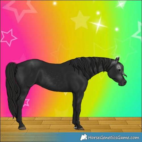Horse Color:Gray Black 