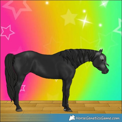 Horse Color:Gray Black 
