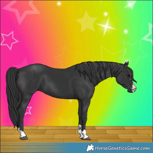 Horse Color:Black 
