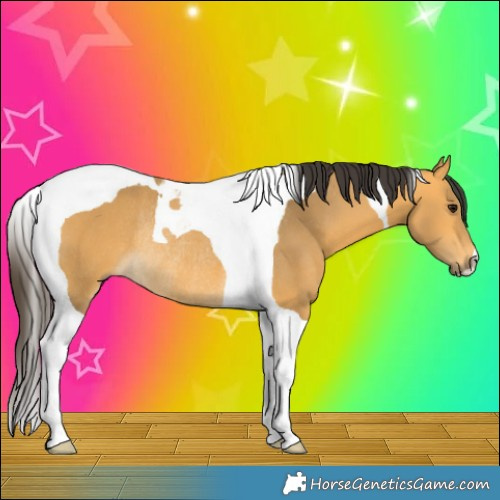 Horse Color:Buckskin Tobiano Rabicano 