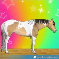 Horse Color:Buckskin Tobiano Rabicano