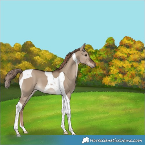 Horse Color:Liver Red Dun Tobiano 