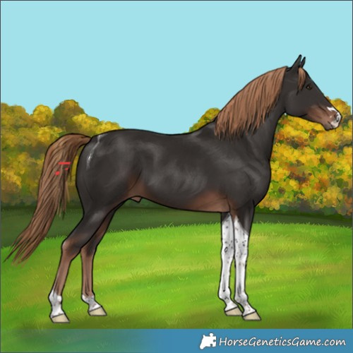 Horse Color:Liver Chestnut Tobiano 