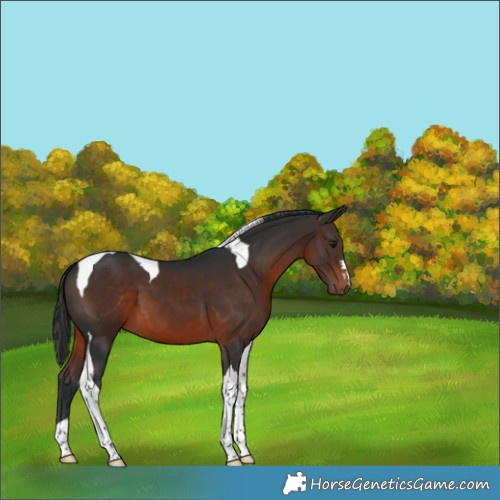Horse Color:Brown Tobiano