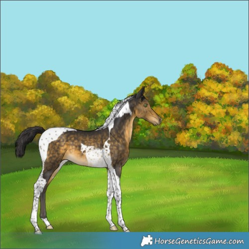 Horse Color:Buckskin Tobiano 