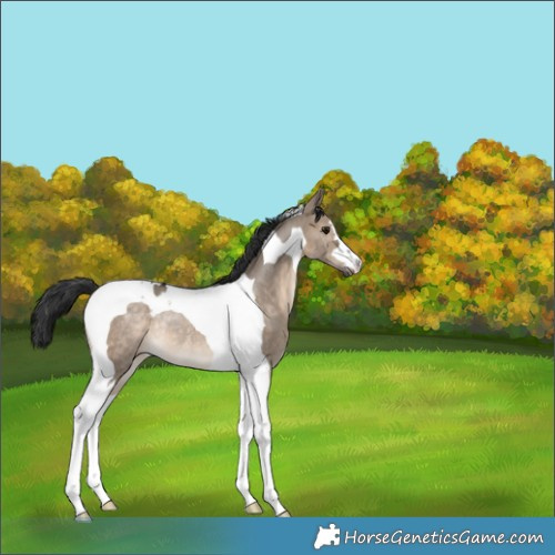 Horse Color:Brown Dun Tobiano Rabicano 