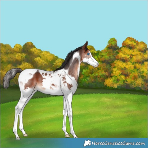 Horse Color:Brown Splash Tobiano 