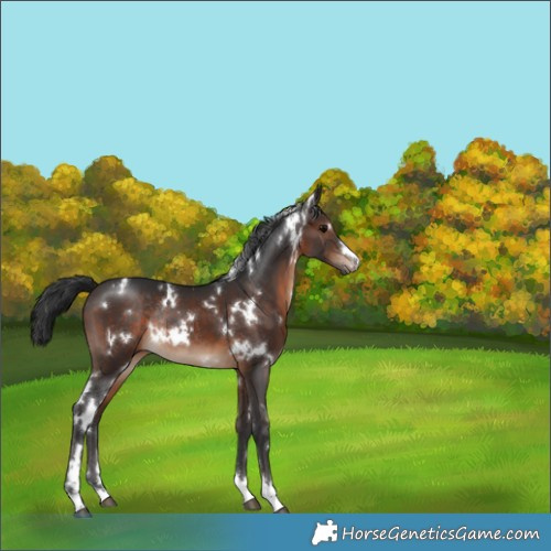 Horse Color:White Spotted Brown Rabicano