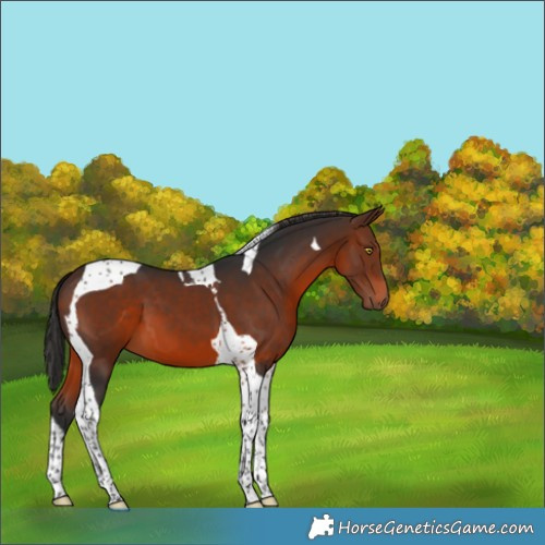 Horse Color:Brown Tobiano 