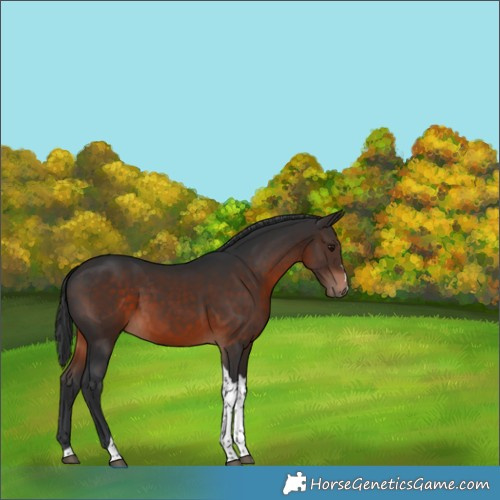 Horse Color:Brown Tobiano 