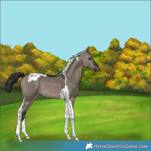 Horse Color:Brown Dun Tobiano 