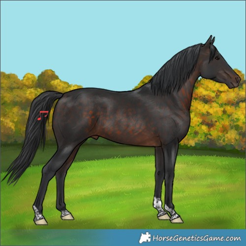Horse Color:Brown Tobiano