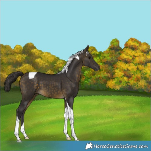 Horse Color:Buckskin Tobiano 