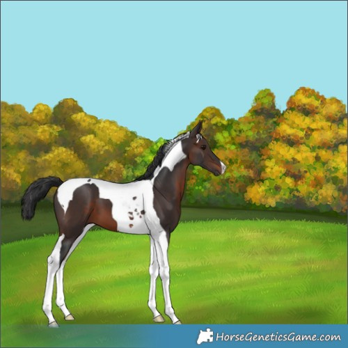 Horse Color:Brown Tobiano 