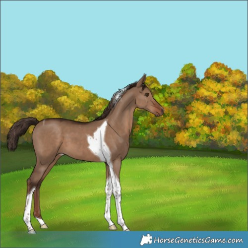 Horse Color:Liver Red Dun Tobiano 