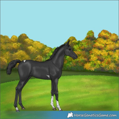 Horse Color:Black Tobiano 