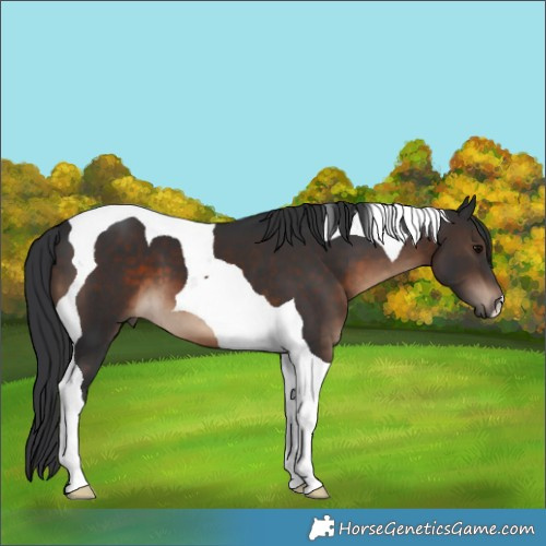 Horse Color:Brown Tobiano 