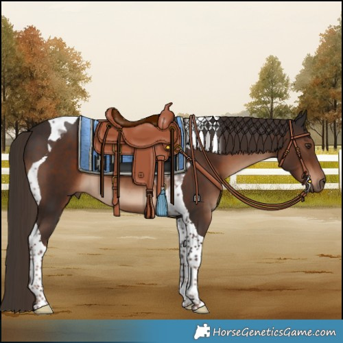 Horse Color:Liver Chestnut Tobiano 