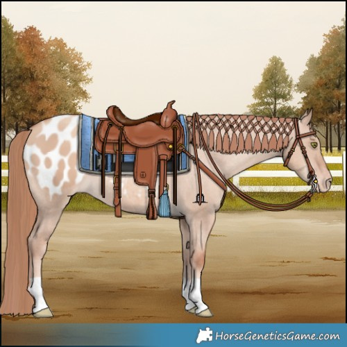 Horse Color:Gold Champagne Dun Appaloosa 