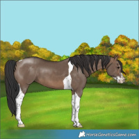 Horse Color:Brown Dun Sabino Tobiano