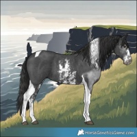 Horse Color:Gray Platinum Liver Chestnut Sabino Tobiano