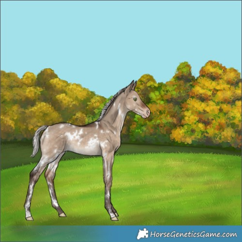 Horse Color:White Spotted Silver Brown Dun Appaloosa Rabicano 