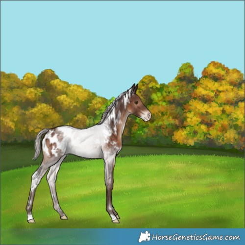 Horse Color:White Spotted Silver Brown Appaloosa Rabicano 