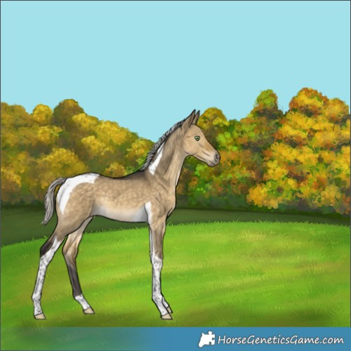 Horse Color:Silver Buckskin Dun Tobiano Rabicano 