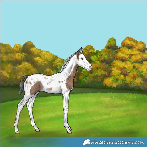 Horse Color:Liver Red Dun Splash Tobiano Appaloosa Rabicano