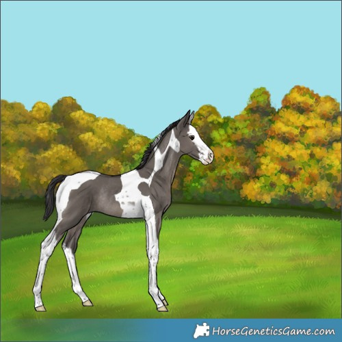 Horse Color:Smoky Grullo Splash Tobiano Rabicano 