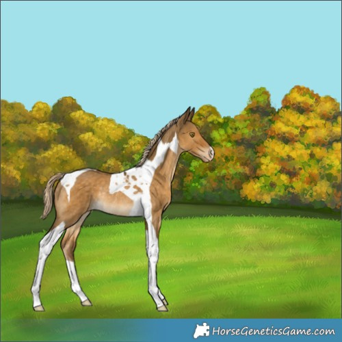 Horse Color:Chocolate Palomino Dun Tobiano Appaloosa Rabicano