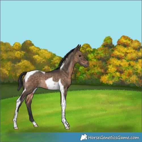 Horse Color:Bay Dun Tobiano Rabicano 