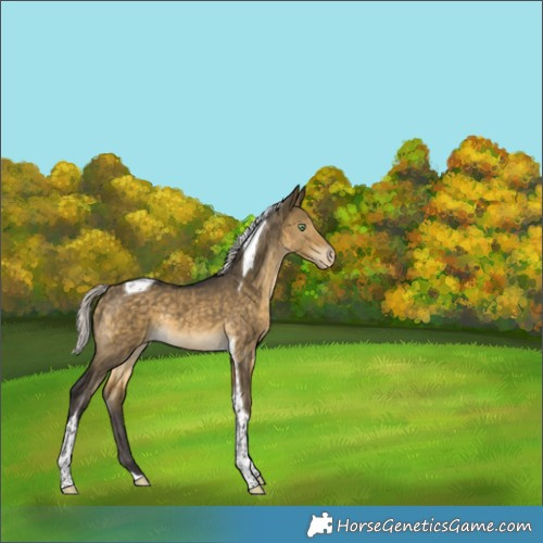 Horse Color:Silver Buckskin Dun Tobiano Appaloosa Rabicano