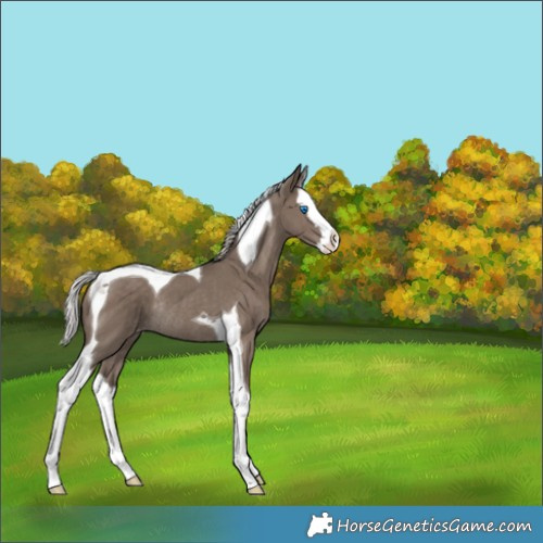 Horse Color:Silver Grullo Splash Tobiano Appaloosa Rabicano