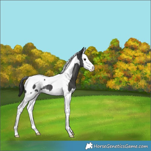 Horse Color:Black Splash Tobiano Appaloosa Rabicano