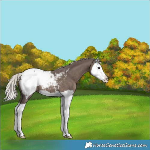 Horse Color:Silver Black Splash Appaloosa 
