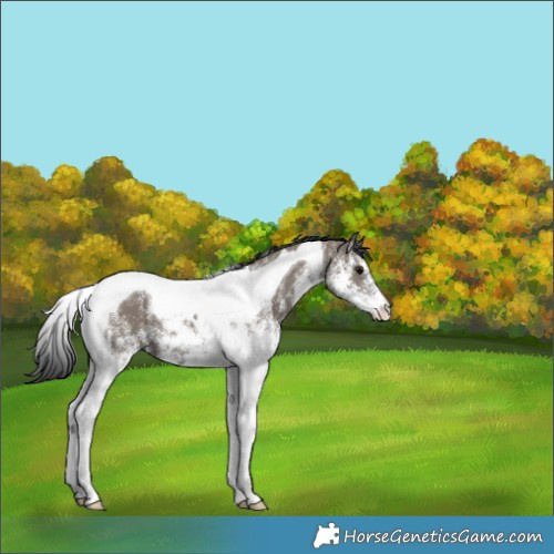 Horse Color:White Spotted Grullo Tobiano 