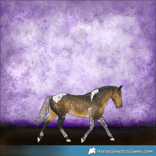 Horse Color:Silver Buckskin Tobiano Rabicano 