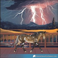 Horse Color:White Spotted Silver Buckskin 