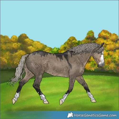 Horse Color:Gray Silver Smoky Grullo 