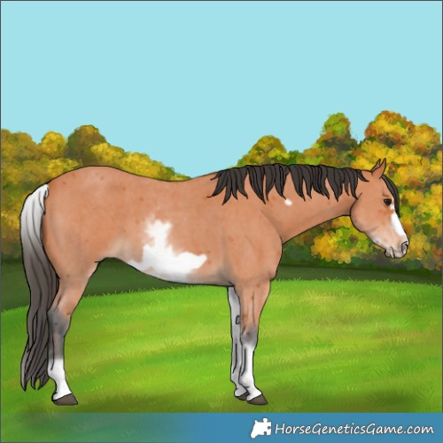 Horse Color:Unknown 