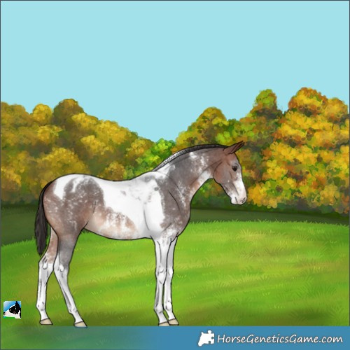 Horse Color:Bay Sabino Tobiano Appaloosa 