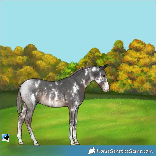 Horse Color:White Spotted Liver Chestnut Sabino Varnish Rabicano 