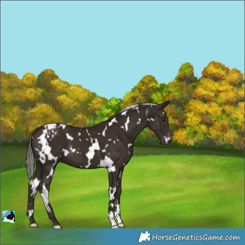 Horse Color:White Spotted Liver Chestnut Appaloosa 