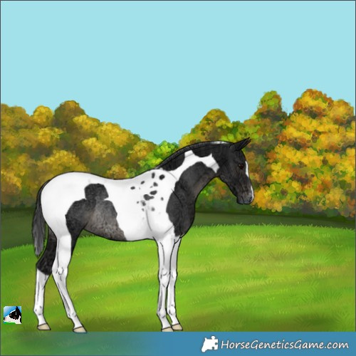 Horse Color:Black Ice Tobiano Appaloosa Rabicano 