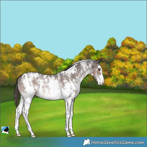 Horse Color:White Spotted Liver Chestnut Sabino Appaloosa Rabicano