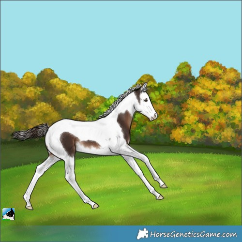 Horse Color:Liver Chestnut Splash Tobiano Appaloosa 